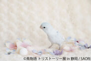 『鳥物語(トリストーリー)展』、初の巡回展を静岡で開催！“一瞬の美しさ”を切り取ったインコやスズメ…幻の鳥まで