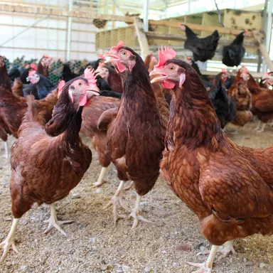 福地鶏たち