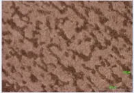 真空熱処理を施した金属組織