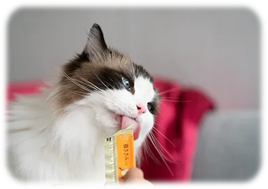 飼い主様が愛猫におやつを与えるイメージ