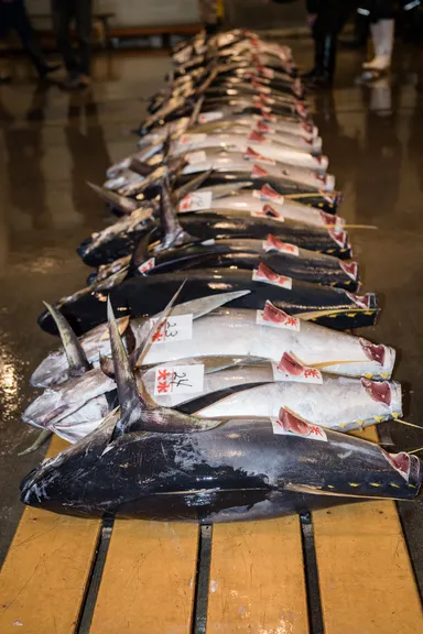 マグロのセリ(1)