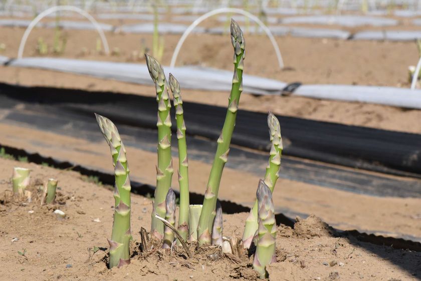 アスパラガス新栽培技術「採りっきり栽培(R)」
普及推進のセミナーを行います