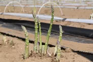 アスパラガス採りっきり栽培セミナー