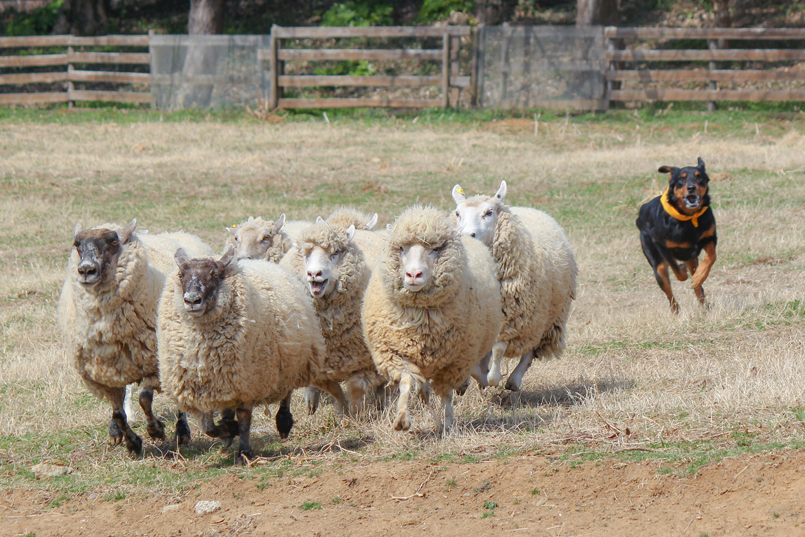 こもれび森のイバライド 開園周年記念イベント 犬と羊が集団演技 シープドッグショー が4月日スタート こもれび森のイバライドのプレスリリース