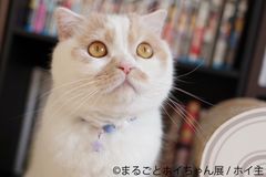 SNS人気猫“ホイップ”の単独企画展・第2弾を4/27～5/12開催！新作・未公開作品から、初写真集発売記念の特設スペースまで