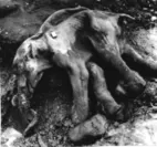 永久凍土から発掘された 仔ケナガマンモス「ディーマ」（標本）