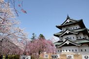 ひと足早く咲かせた弘前公園の桜を羽田空港JALラウンジで公開　弘前市×日本航空コラボ企画　期間限定3月20日～3月25日で実施
