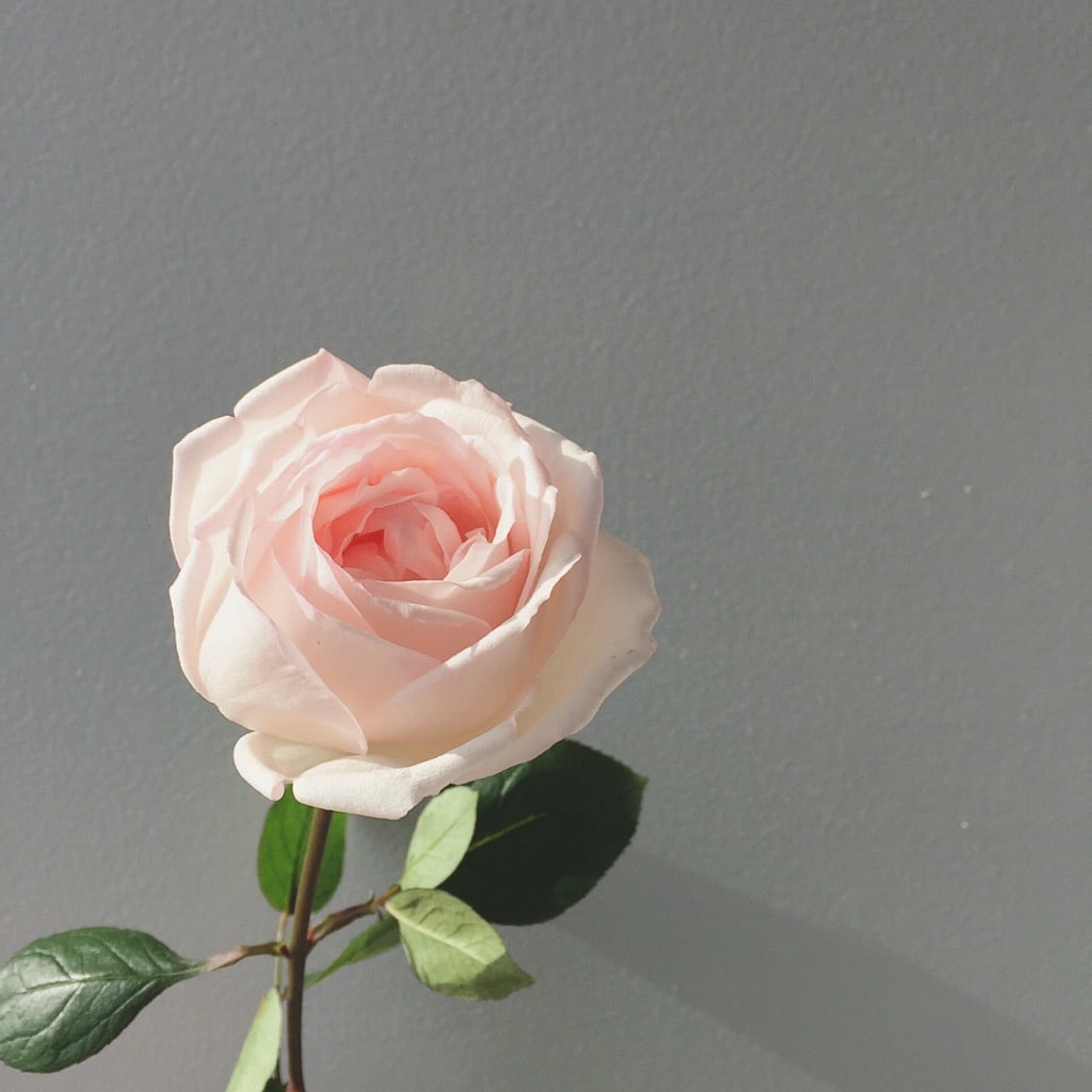 国産・農薬不使用「食べられるバラ」を栽培するROSE LABOから母の日ギフトが数量限定で登場！3月20日より先行予約開始｜ROSE  LABO株式会社のプレスリリース
