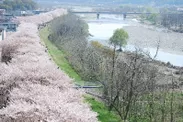 多摩川堤防沿いに2.5kmにわたり咲く、約500本の桜