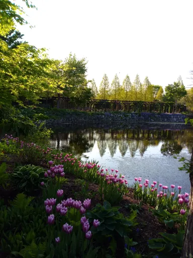 春　チューリップ