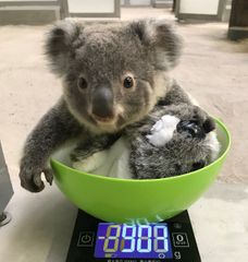 コアラ飼育頭数日本一！平川動物公園にコアラのベビーブーム到来！？～赤ちゃんコアラ3頭の名前を募集中～