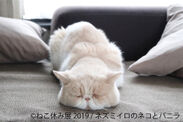 スター猫たちの春コレ解禁「ねこ休み展」を静岡＆広島で開催！新作作品の展示からご当地限定オリジナルグッズまで