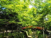 新緑の季節は京都の「青もみじ」をスカイバスツアーで満喫！京都ブライトンホテルで5月に『青もみじプラン』を開催