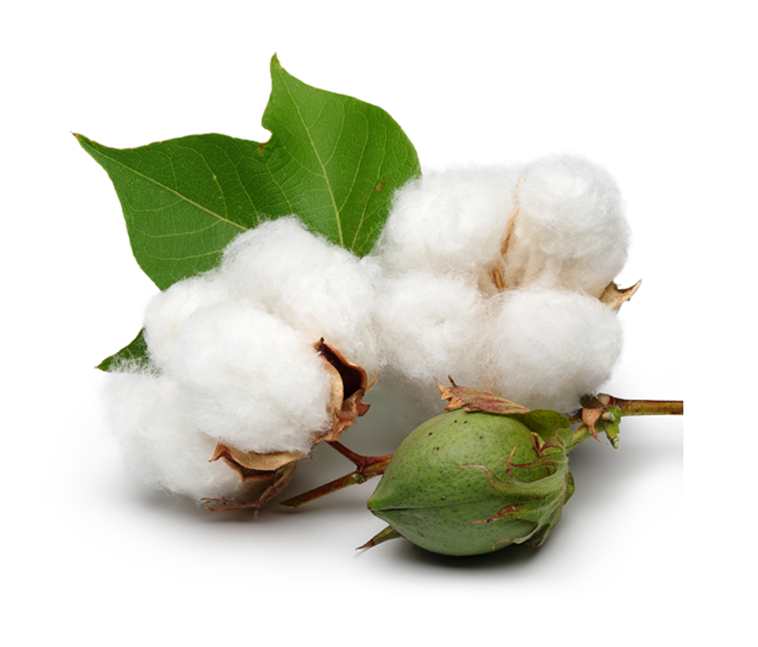 フェミニンケア商品に
オーガニックコットンを配合したプレミアムライン
『ソフィORGANIC(R) オーガニックコットン』誕生