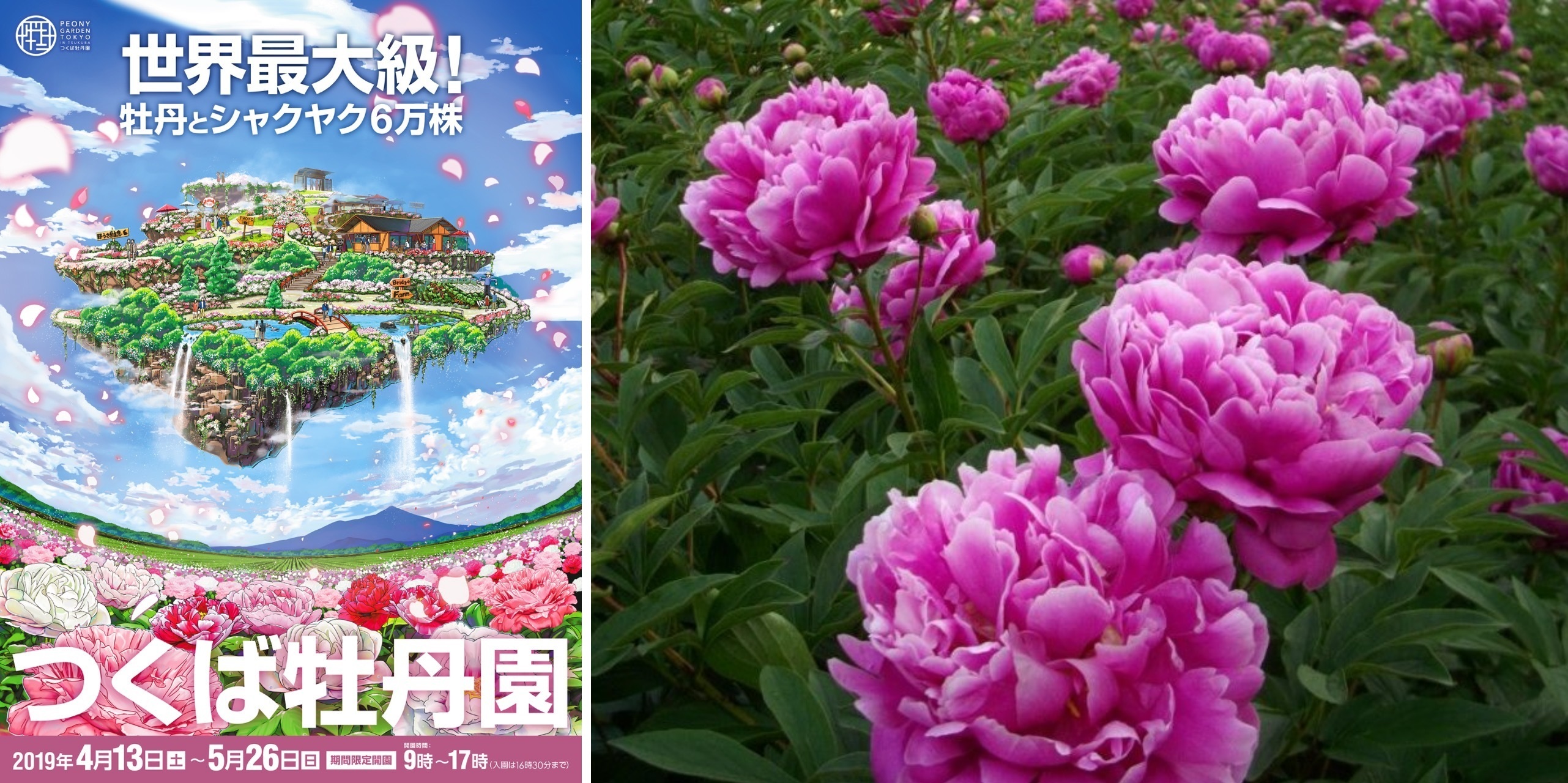 世界最大級の牡丹園 つくば牡丹園 が4月13日 土 より開園 新元号 令和 を花の名前に命名 つくば牡丹園のプレスリリース