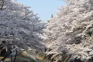 乞田川の桜並木
