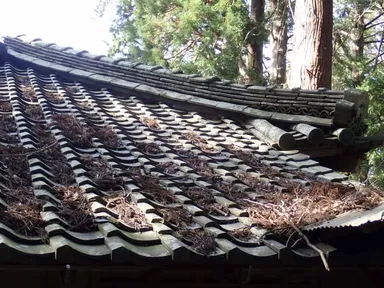 落ち葉がいっぱい