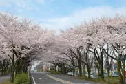 市役所通りの桜(2018年4月撮影)