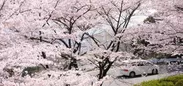 満開の桜が咲き誇る清滝口ゲート付近