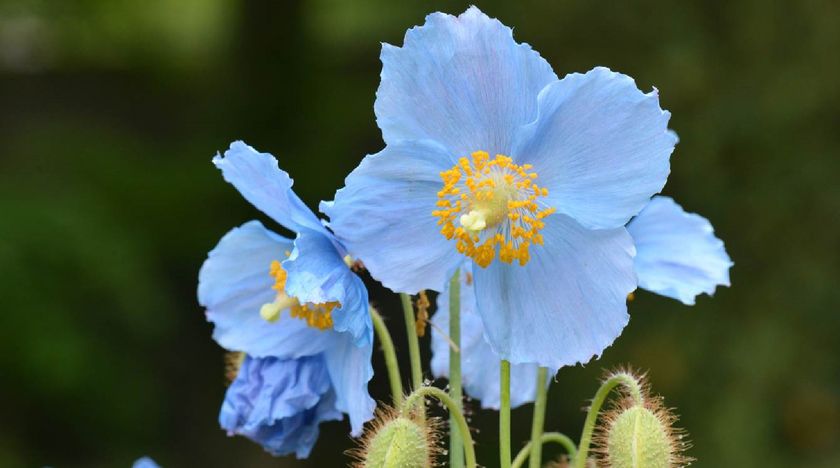 三宮から直行バスでらくらくアクセス
「秘境の花」ヒマラヤの青いケシと絶景ランチを
楽しむバスツアー 5月11日(土)運行開始！