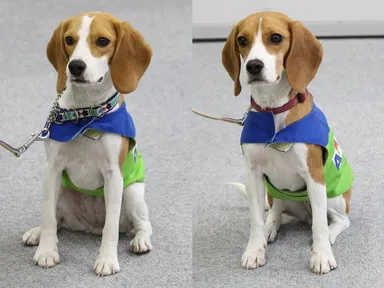 シロアリ探知犬　サラ　アリス