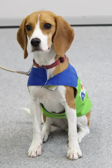 シロアリ探知犬　アリス