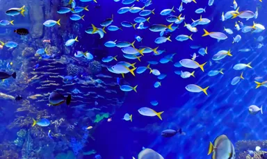 熱帯魚が泳ぐ巨大アクアリウム