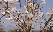 花を咲かせた朝倉市の桜