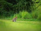 【トマム】エゾユキウサギ