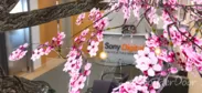 AR「お花見アート」が春限定で再登場！