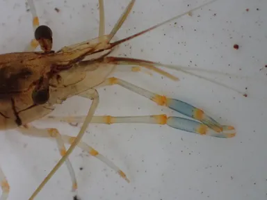 図2．第二胸脚のハサミ部の拡大図