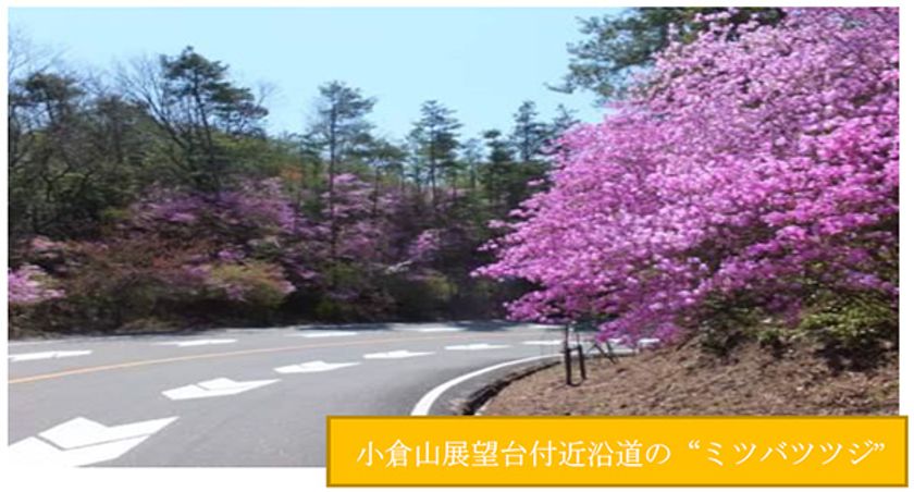 日本一の“ミツバツツジ”街道 「嵐山-高雄パークウエイ」
期間限定でライトアップも開催します