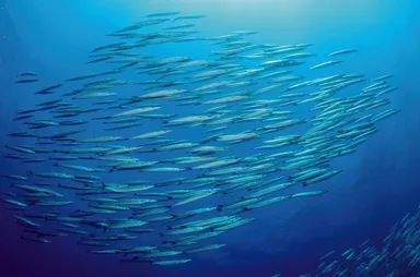 ヒューマングレードの厳選素材使用