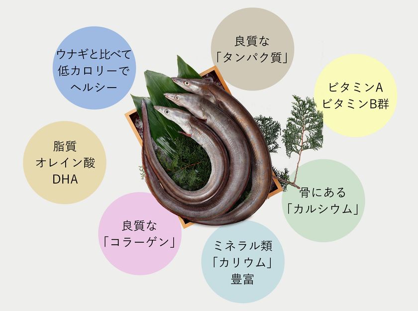 よりリーズナブルになった 鱧 はも を全国の 玄品 店舗で5月10日 金 より提供開始 株式会社関門海のプレスリリース