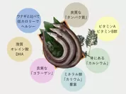 鱧の栄養価イメージ