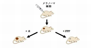 【図1】本研究の図解