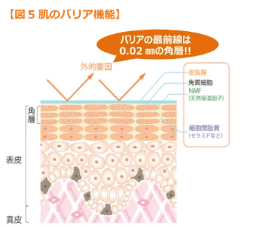 【図5 肌のバリア機能】