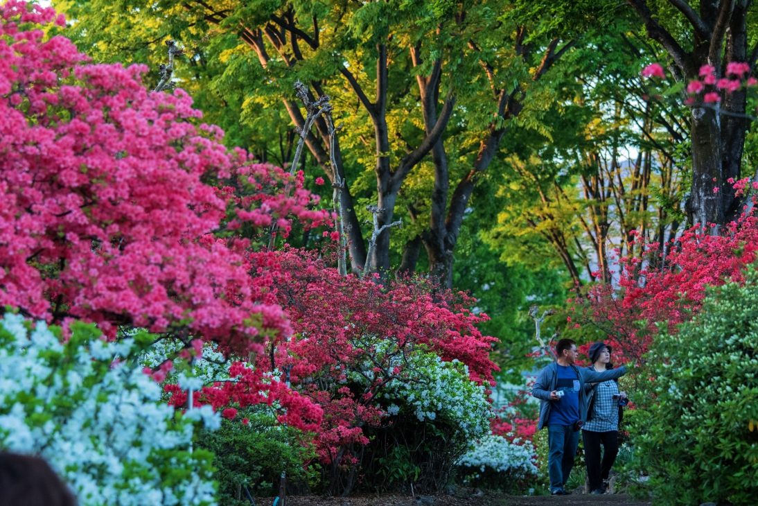 約70種万株のチューリップや 八重桜 8 000株のツツジ Gwには3 750発 花火大会も ぐんまフラワーパーク 春まつりを4月日 5月6日に開催 カネコ種苗 ぐんまフラワーパークのプレスリリース