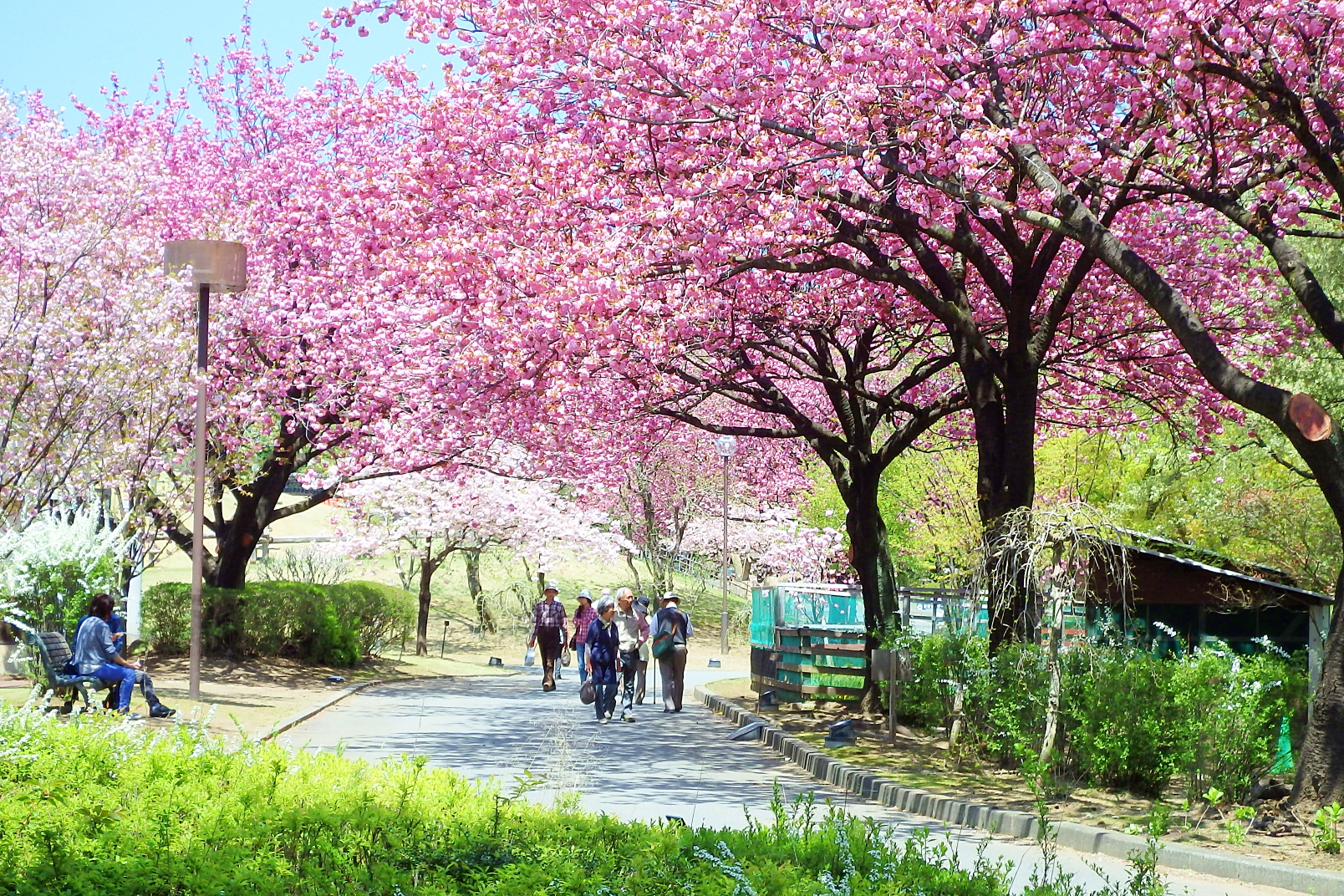 約70種万株のチューリップや 八重桜 8 000株のツツジ Gwには3 750発 花火大会も ぐんまフラワーパーク 春まつりを4月日 5月6日に開催 カネコ種苗 ぐんまフラワーパークのプレスリリース