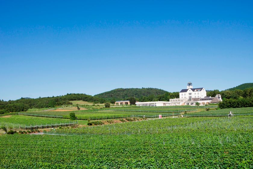 10連休は親子で美味しい楽しい特別な体験を
中伊豆ワイナリーのGWイベント
「Go! Go! Winery 2019」開催!
4/27(土)~5/6(月・祝) 静岡県伊豆市にて