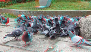 3D写真例(アナグリフ)