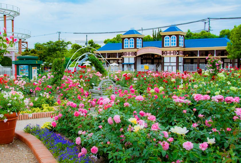 ひらかたパークのバラが最も美しい季節
ローズガーデンのバラ約600種4,000株が5月に見頃を迎えます