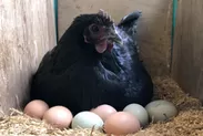 黒翡翠鶏とパステル卵