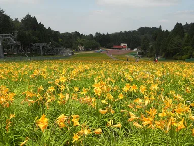 昨年のニッコウキスゲの様子