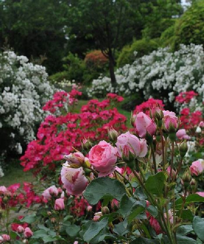 六甲山でバラと過ごすひととき
「バラの小径　ローズウオーク」　6月8日（土）シーズンオープン