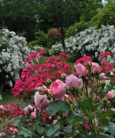 ローズウオーク(昨年の様子)