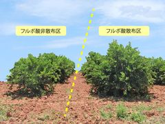 ライム畑