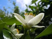 アロマ成分豊富な甘夏ミカンの花