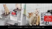 おすそ分けプロジェクトから猫用ゲージをお送りしたしっぽゆらゆら社猫会(宮城県)さん