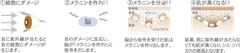 メラニンとは